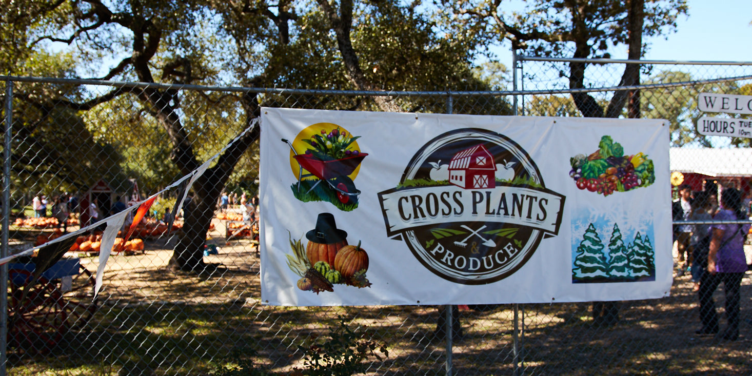 Cross Plants' Seeds Of Success